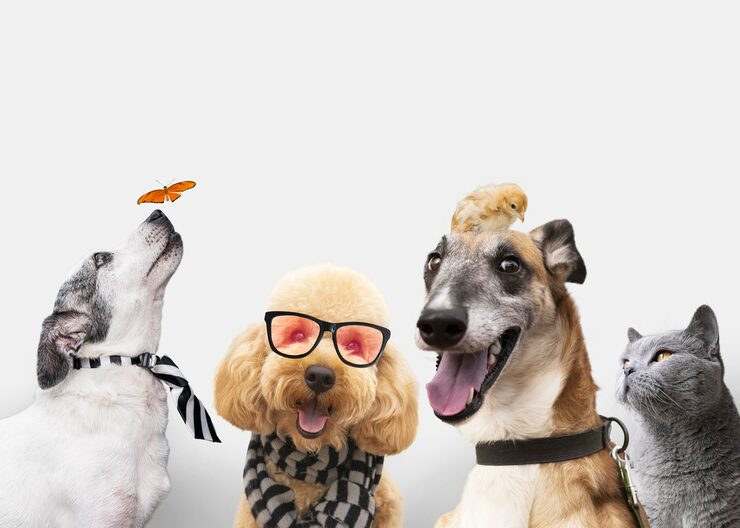 Лайфхаки по уходу за питомцами